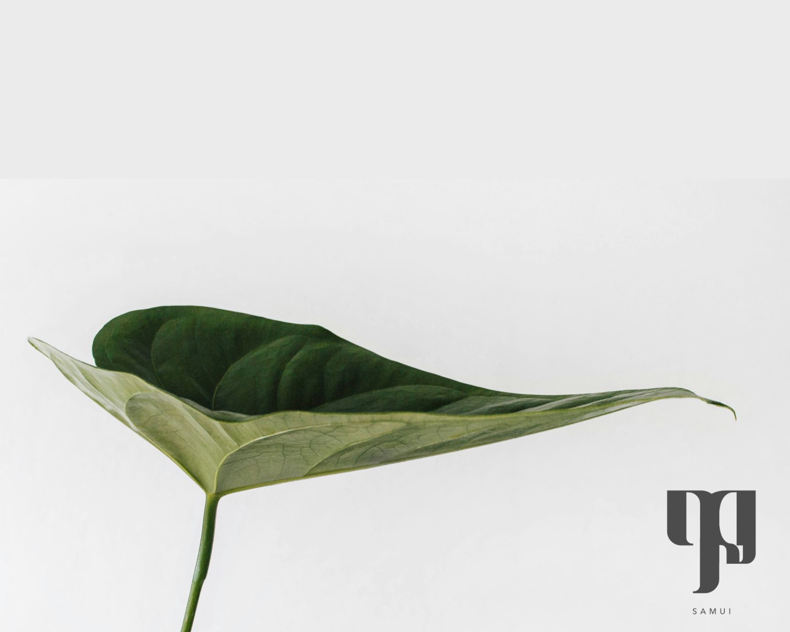 Villa Ledu mark beside a single green leaf